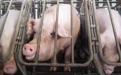 Majority of Pork-Buyers Prefer Retailers That Don’t Use Gestation Crates