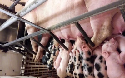 Pig Farrowing Crates: A comfy place, or a lifetime of confinement?