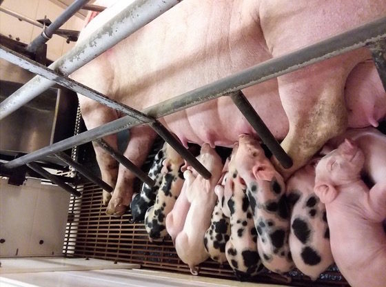 Pig Farrowing Crates: A comfy place, or a lifetime of confinement?