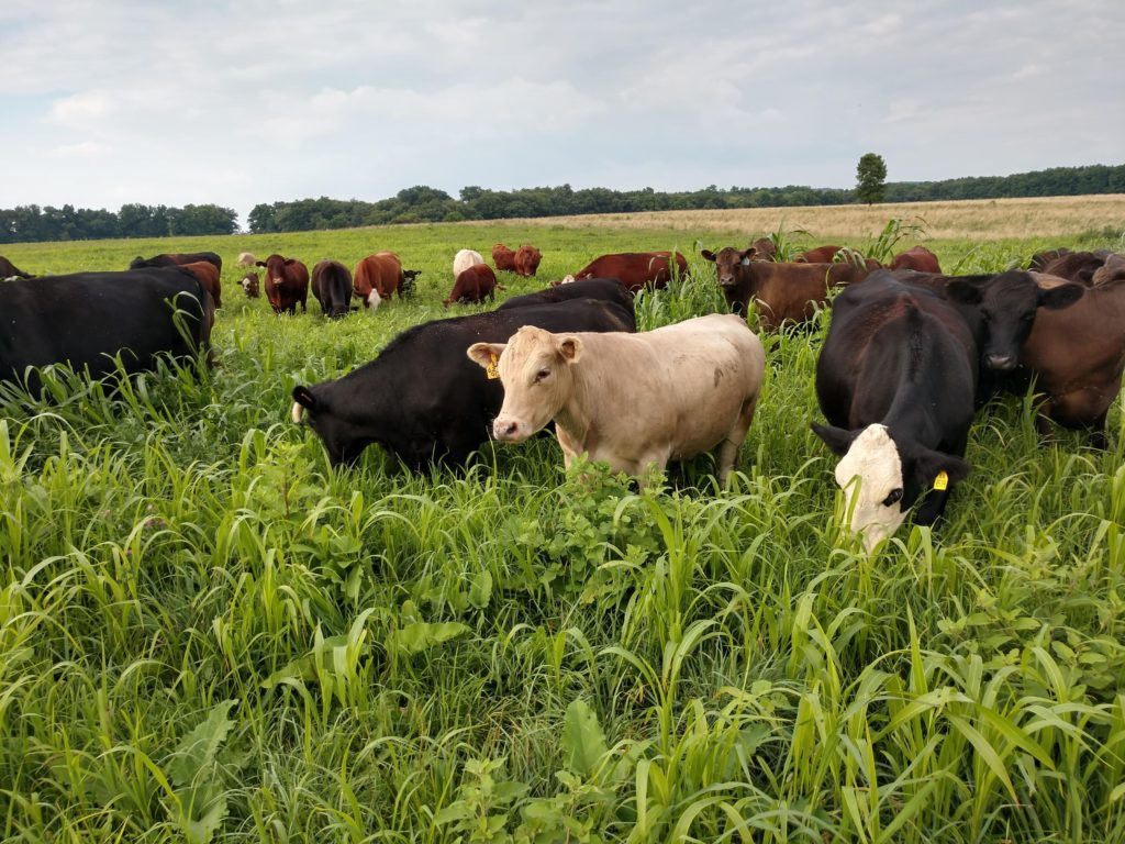 Dietrich Ranch Cattle