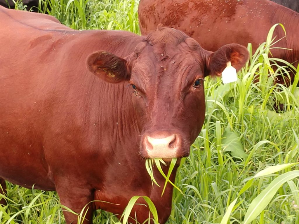 Dietrich Ranch Cow