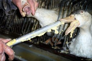 The Problem with Foie Gras Production: Cruel and Unnecessary Delicacy