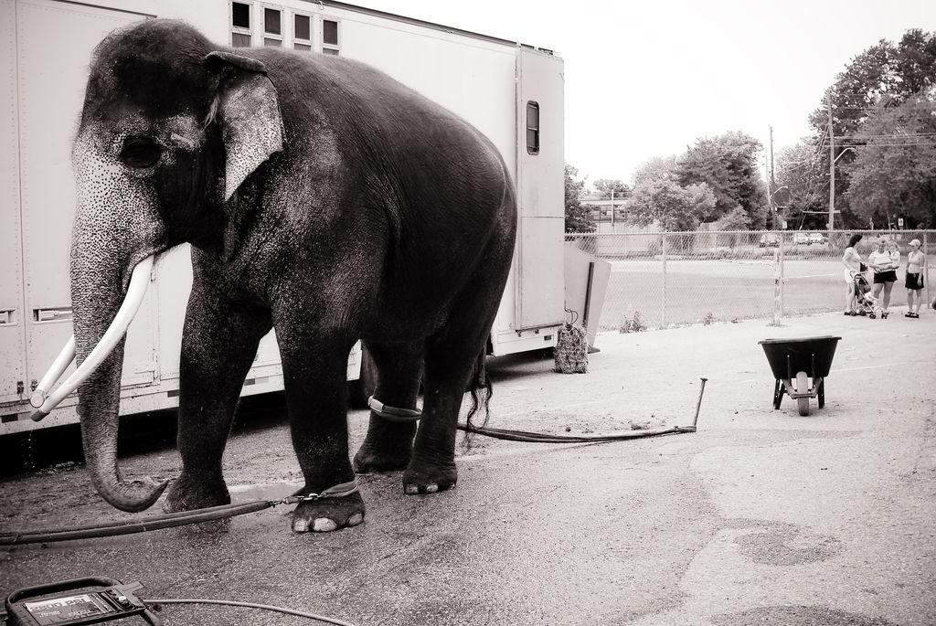 Elephant circus