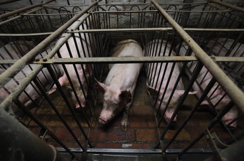 Pig farming Italy