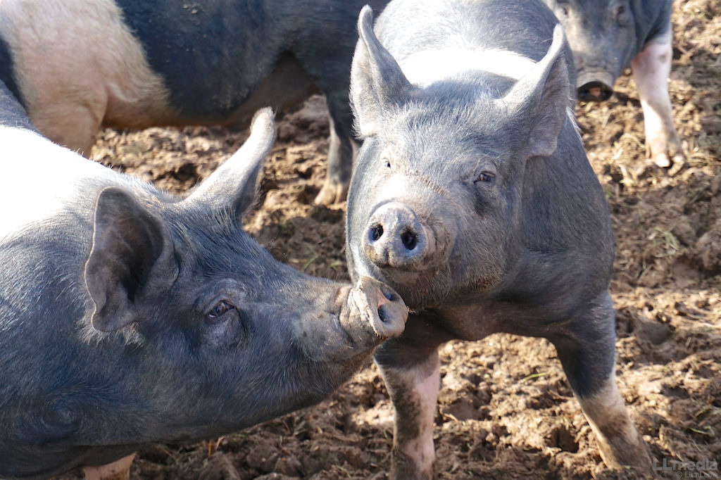 Pigs at All Grass Farms