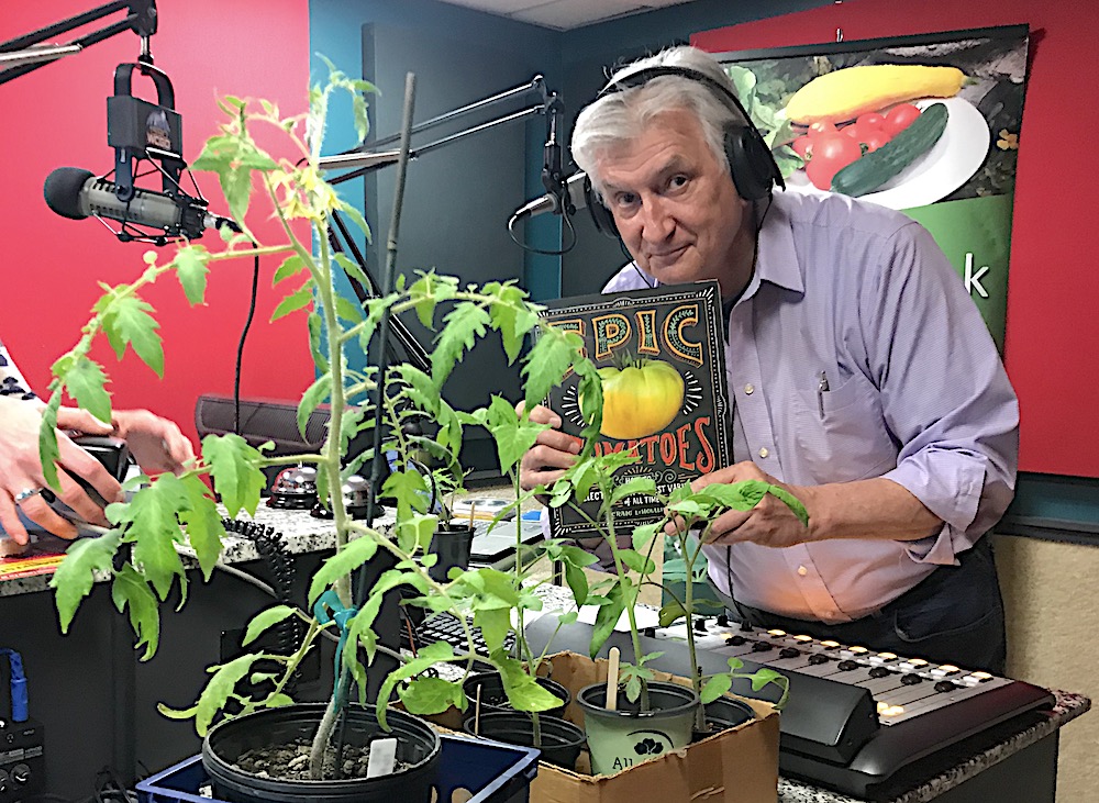Mike Nowak Tomatoes