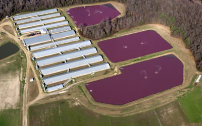 Environmental Effects of Factory Farming