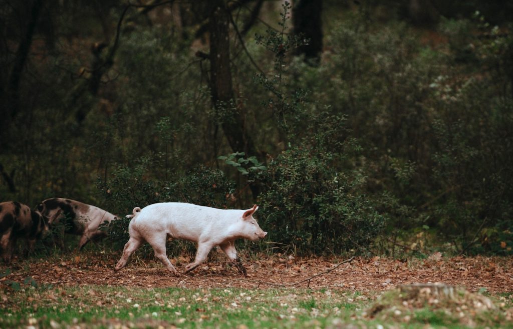 Pigs in Field