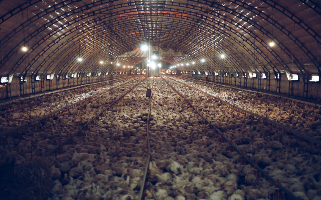 Thousands of small chickens are preparing to become human food. The interior of the chicken farm.