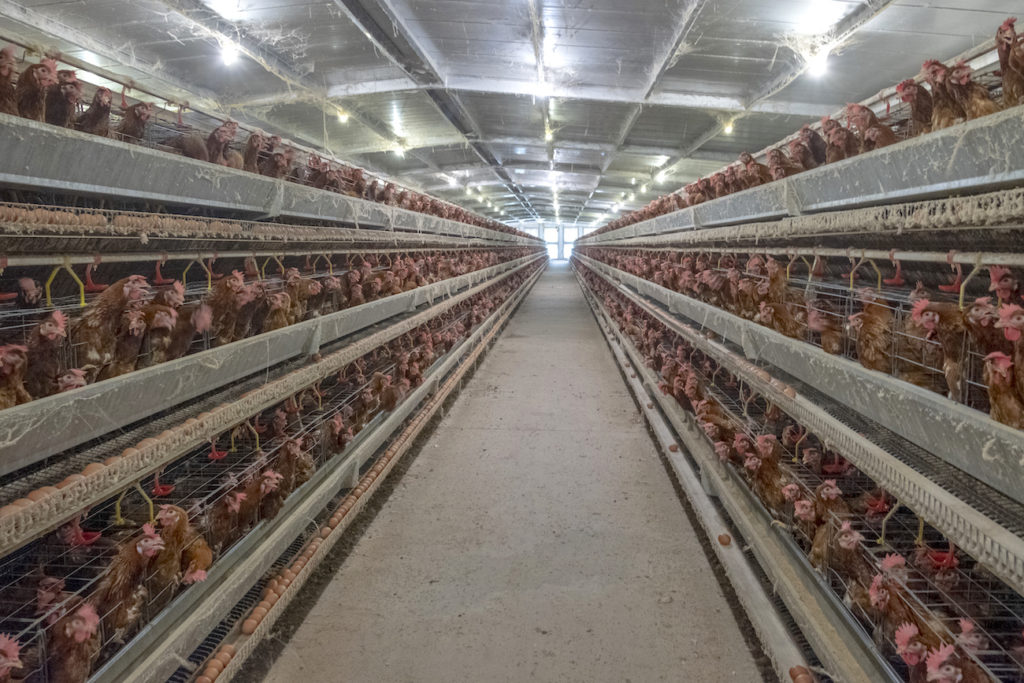 Factory Farming covid-19 - Battery cages poultry farm