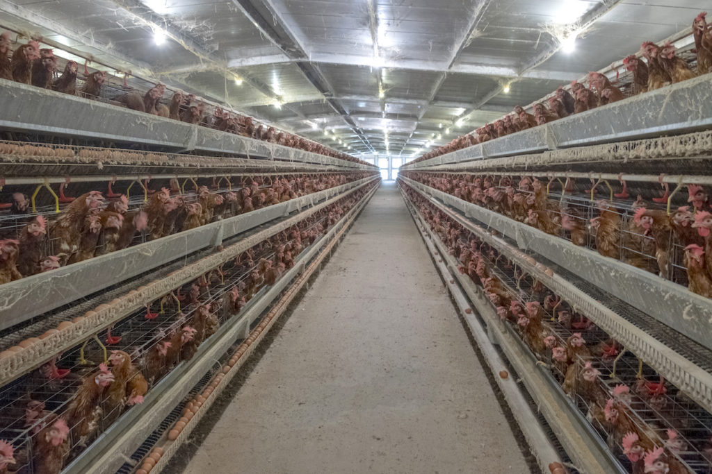 10 Alarming Facts About Factory Farms - Crate Free USA