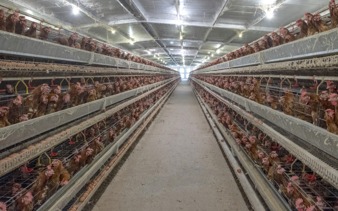 Battery cages poultry farm