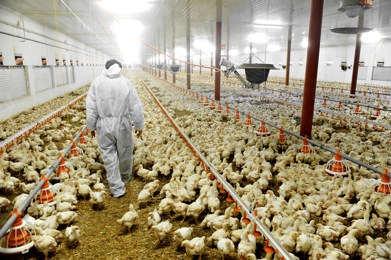 Poultry Farm