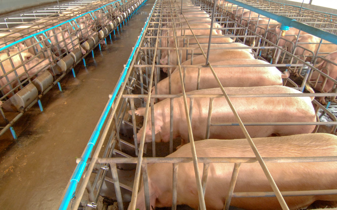 pigs in farrowing crates