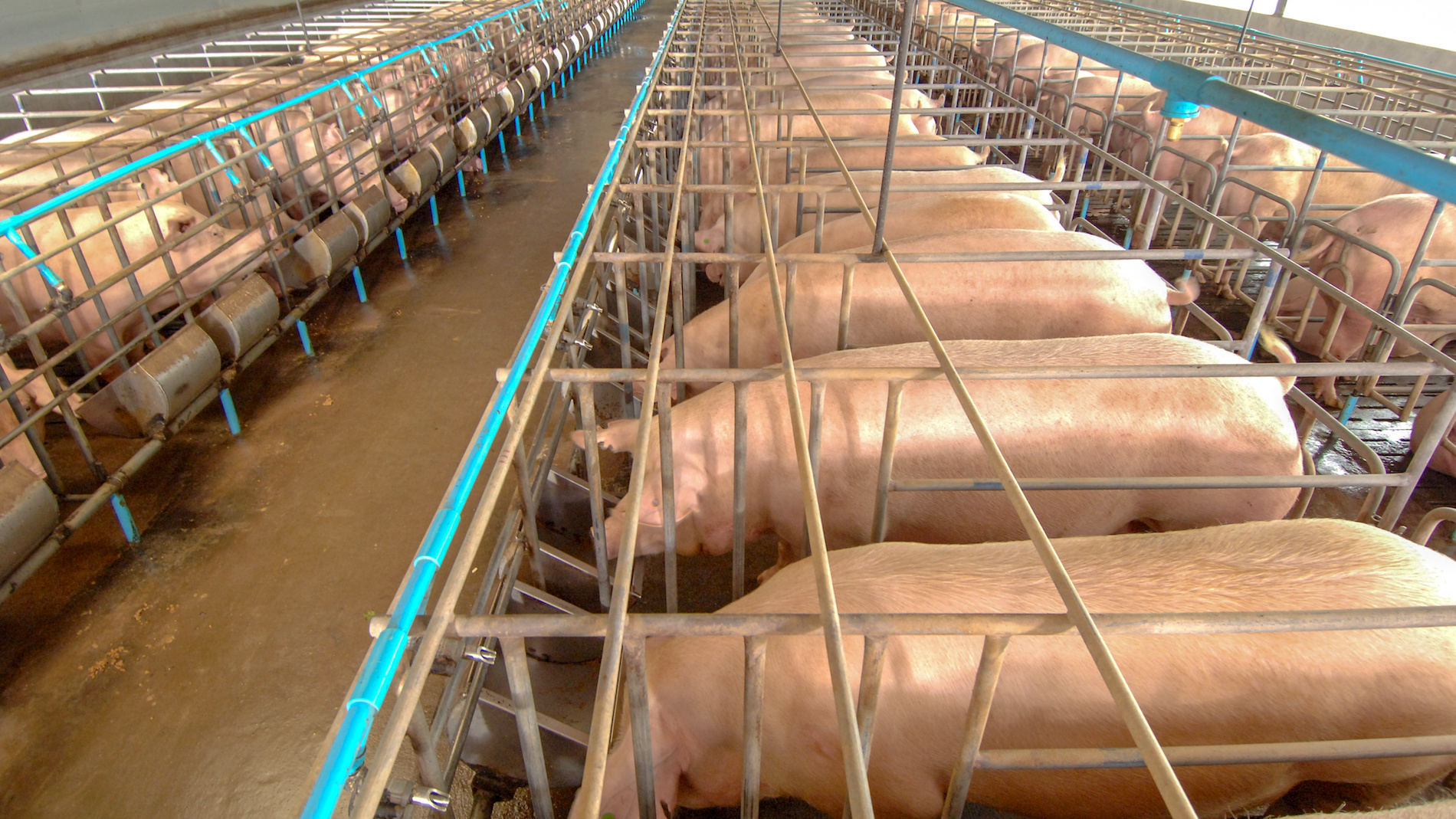 pigs in farrowing crates