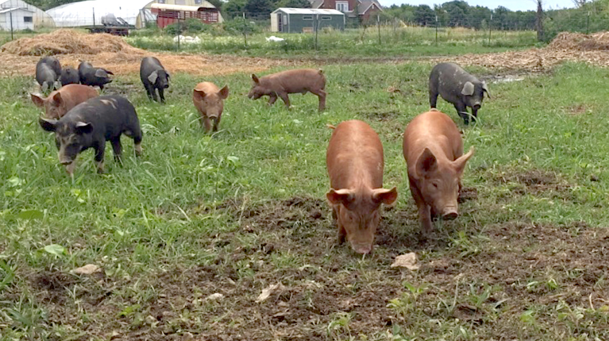 Pigs on Pasture