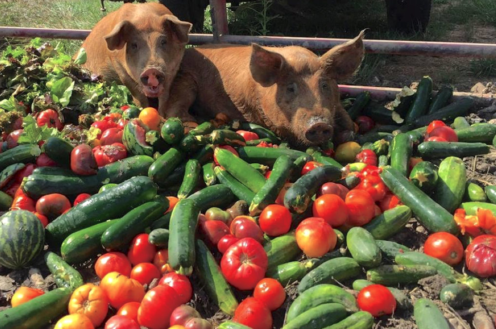 Pigs with veggies