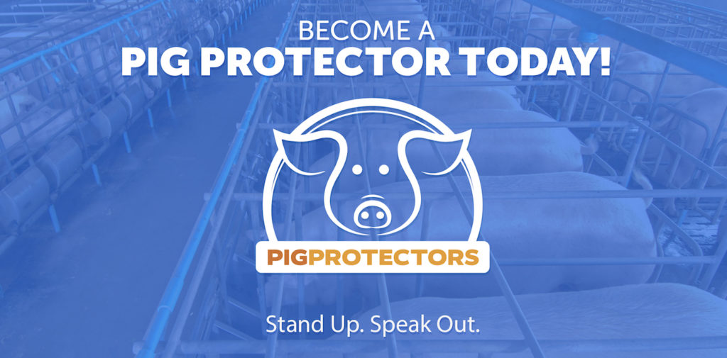 Protect Pigs