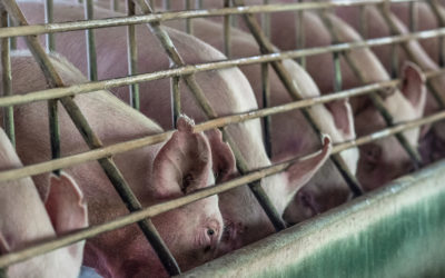 More States Continue to Ban Cruel Gestation Crates