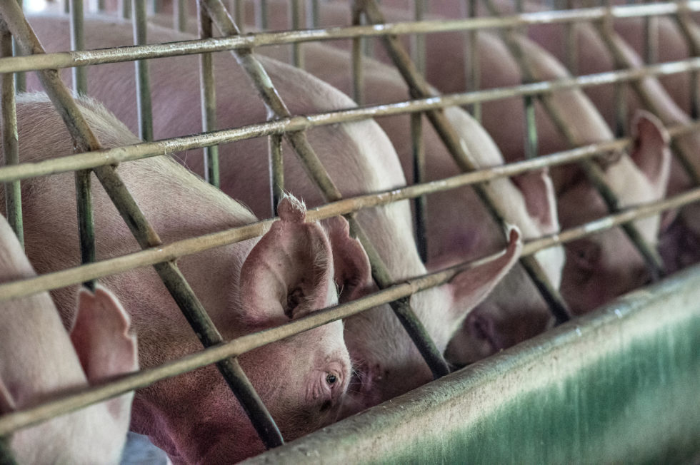 Pig farm; photo Jo-Anne McArthur; click to enlarge