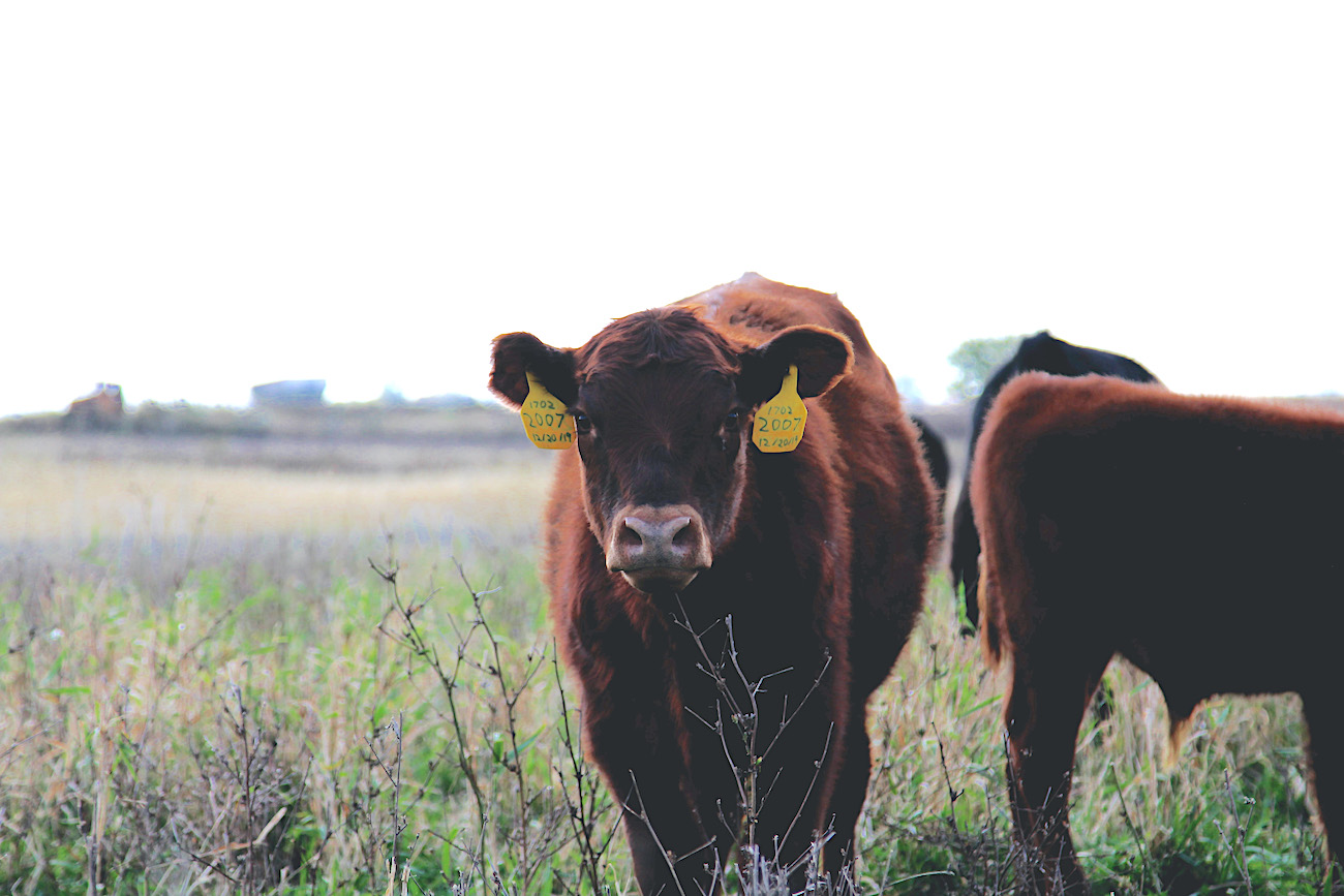 pastured cow