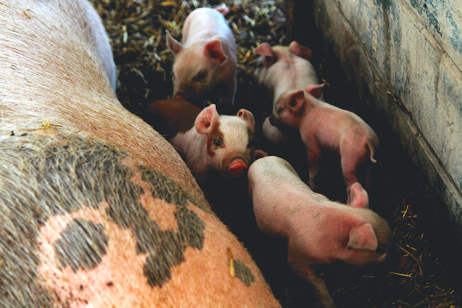 pigs at local farm