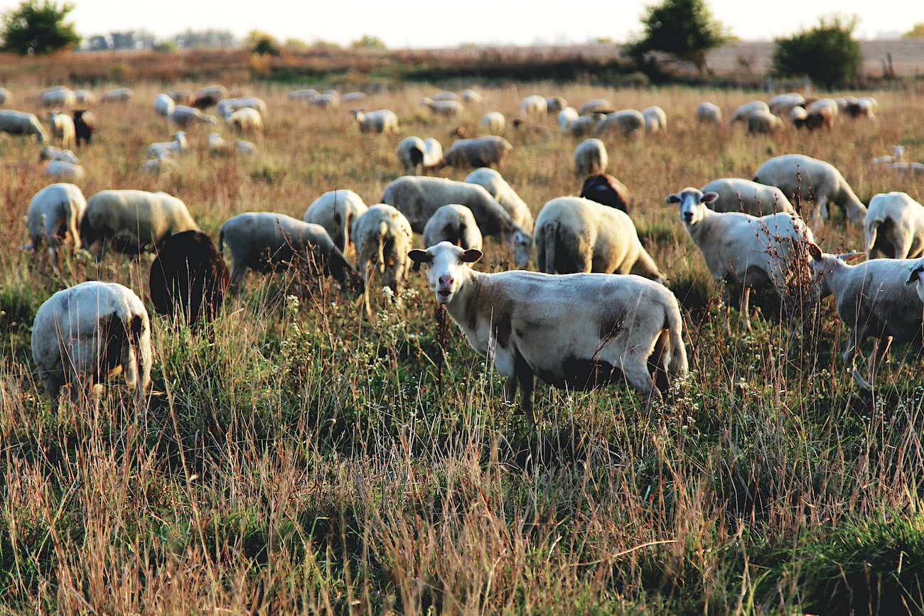 sheep in field