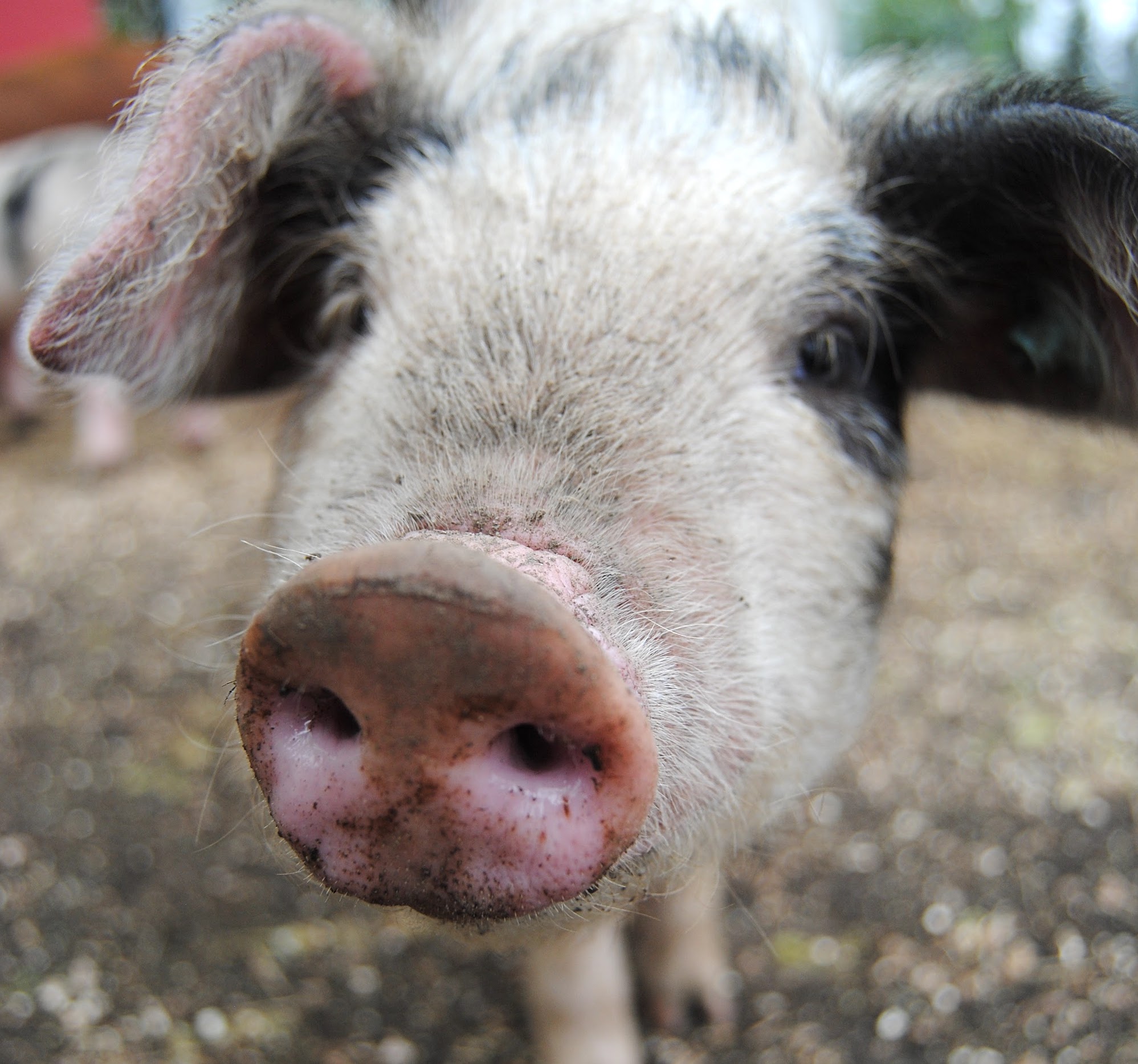 Pig Close Up