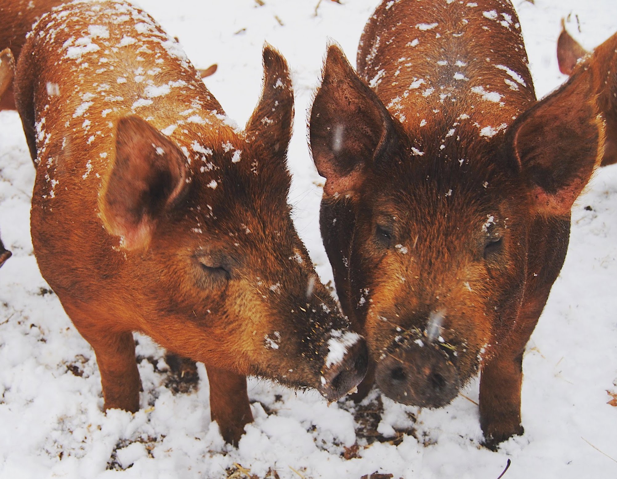 Snowy Pig Kiss