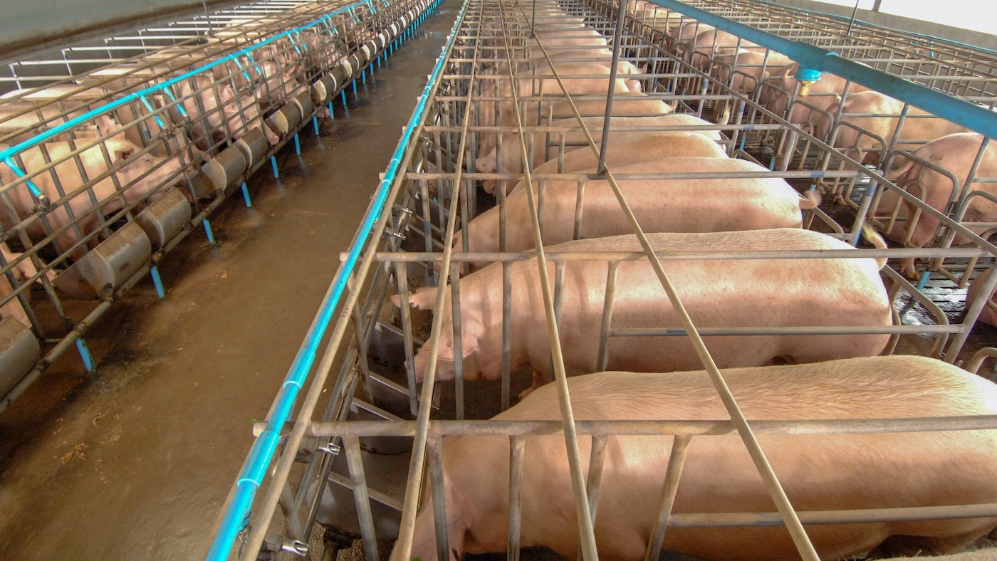 Pigs in Gestation Crates