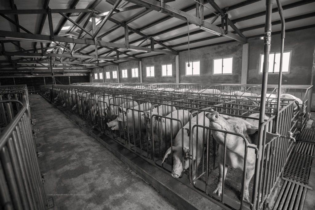 Row of Gestation crates