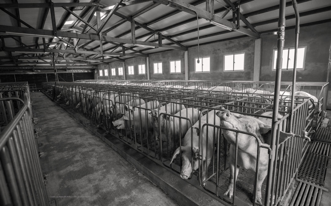 Row of Gestation crates