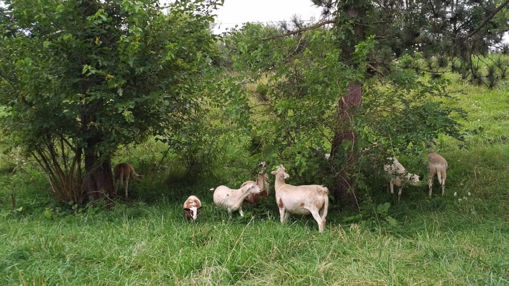 shire-sheep-savanna-pasture