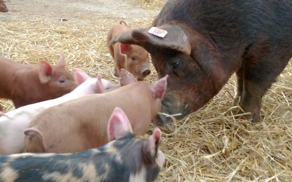 Sow and Pigs at Arnold's Farm