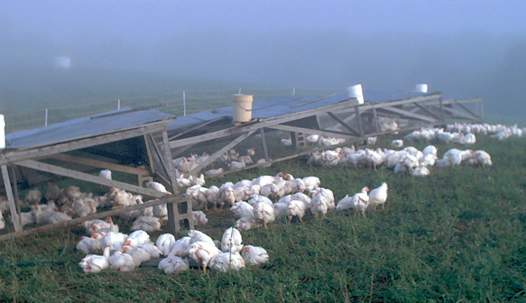 Chickens in the fog
