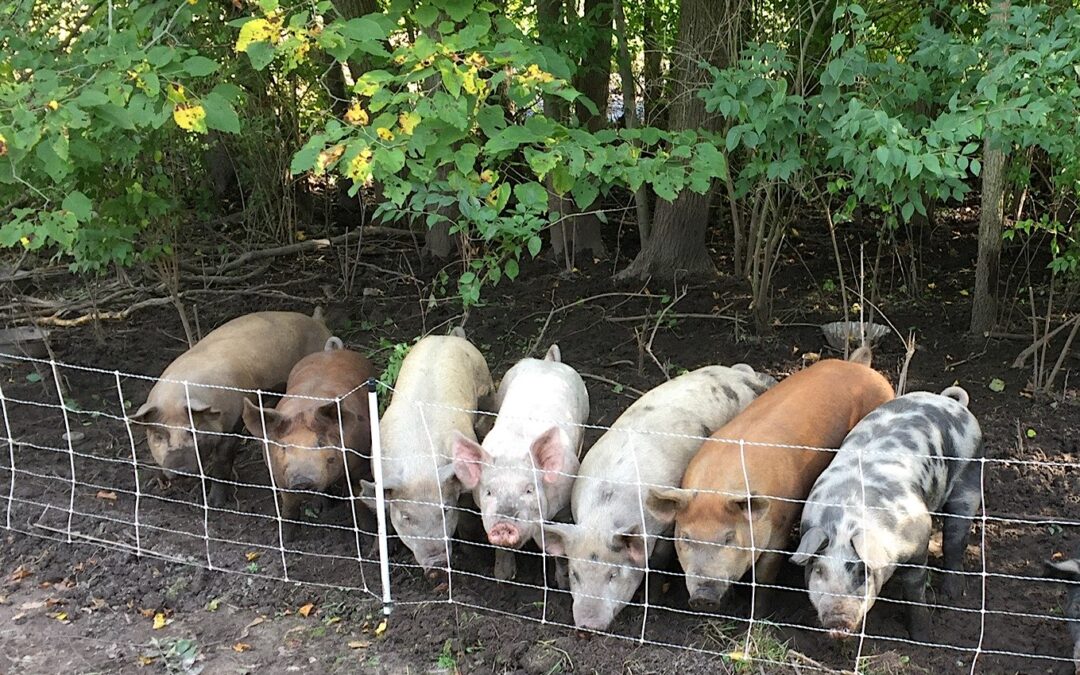 pigs at root and sky farm