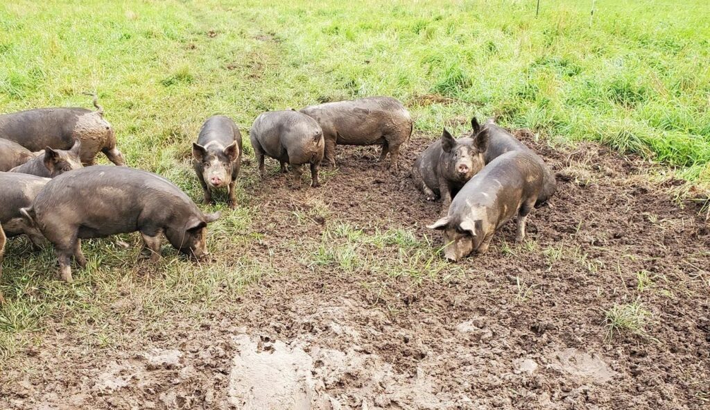 wanda farm pigs