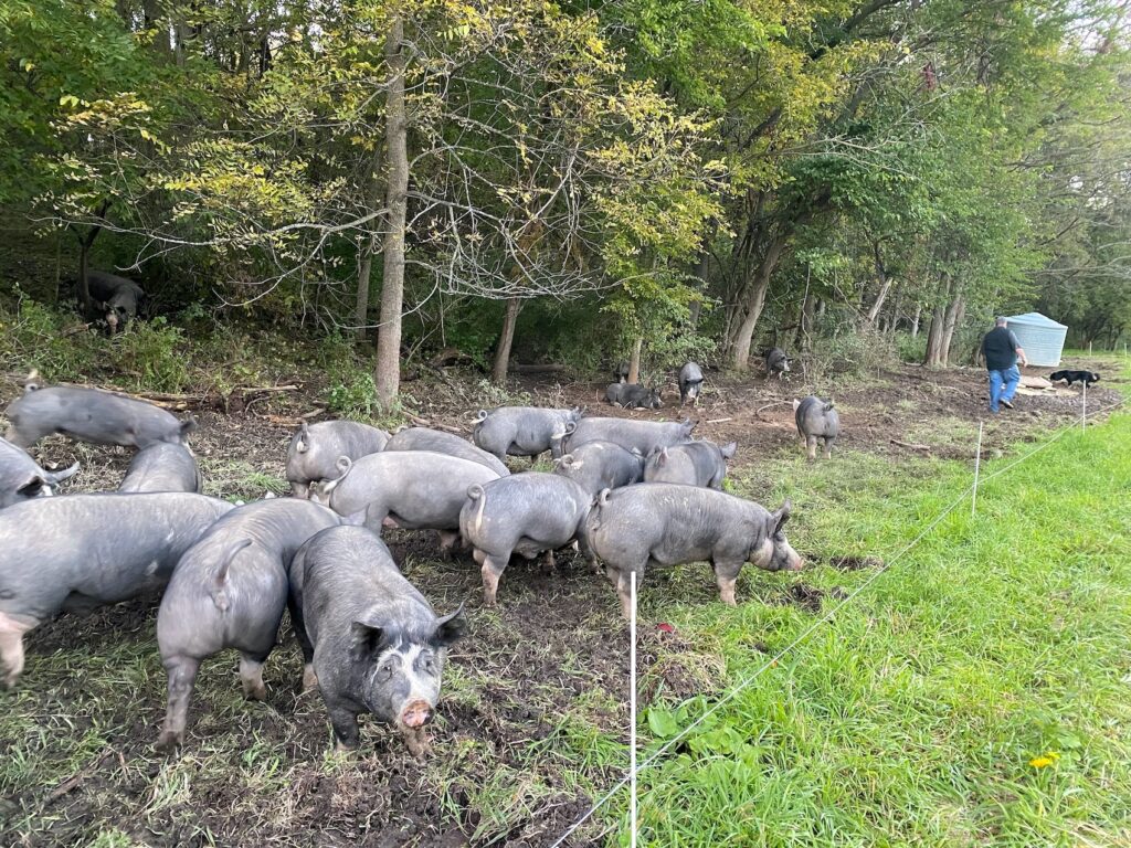 Pigs on Pasture Grateful Graze