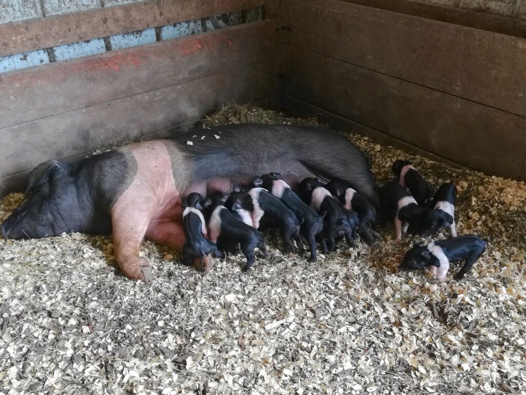 Pasture-raised pigs at Cedar Valley Sustainable Farm