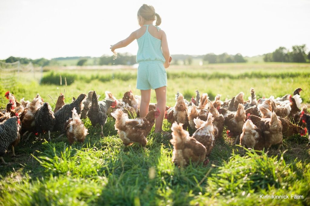 Feeding chickens -Kinnikinnick