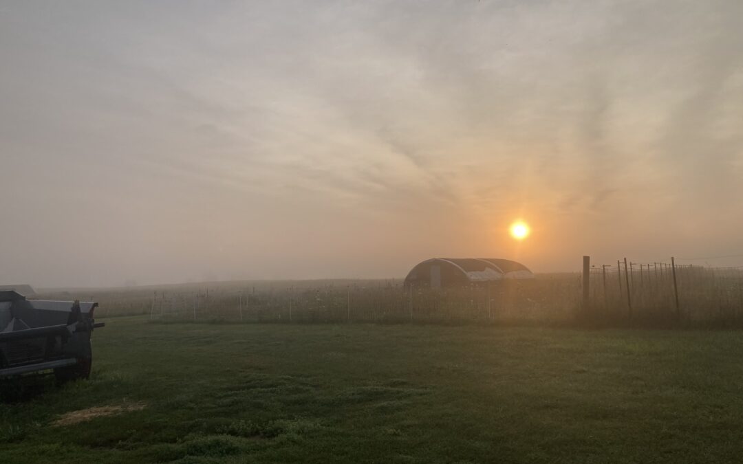 Kinnikinnick Farm sunrise