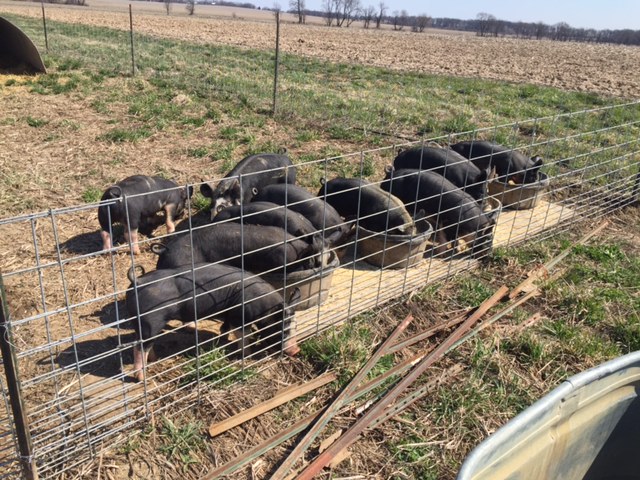 spring pigs