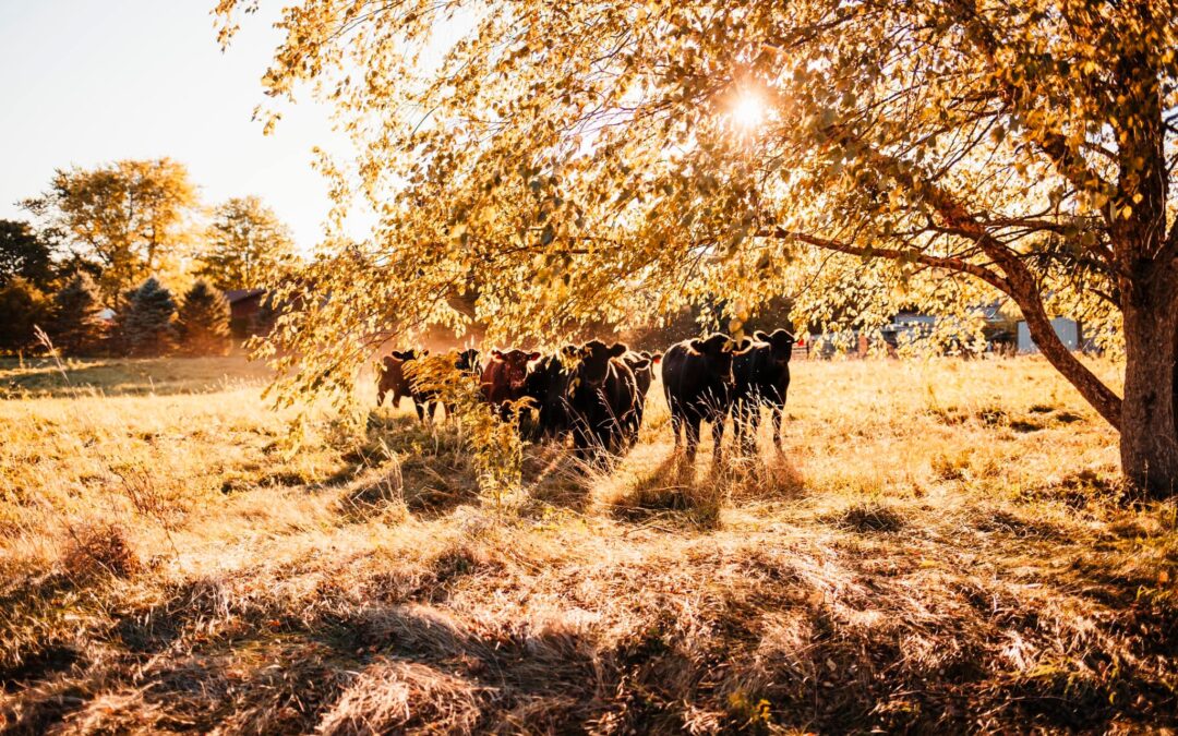 Hufendick Farm cows