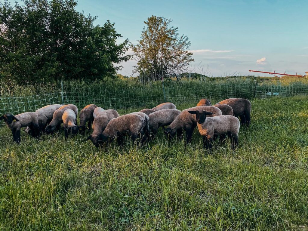 Hufendick lambs