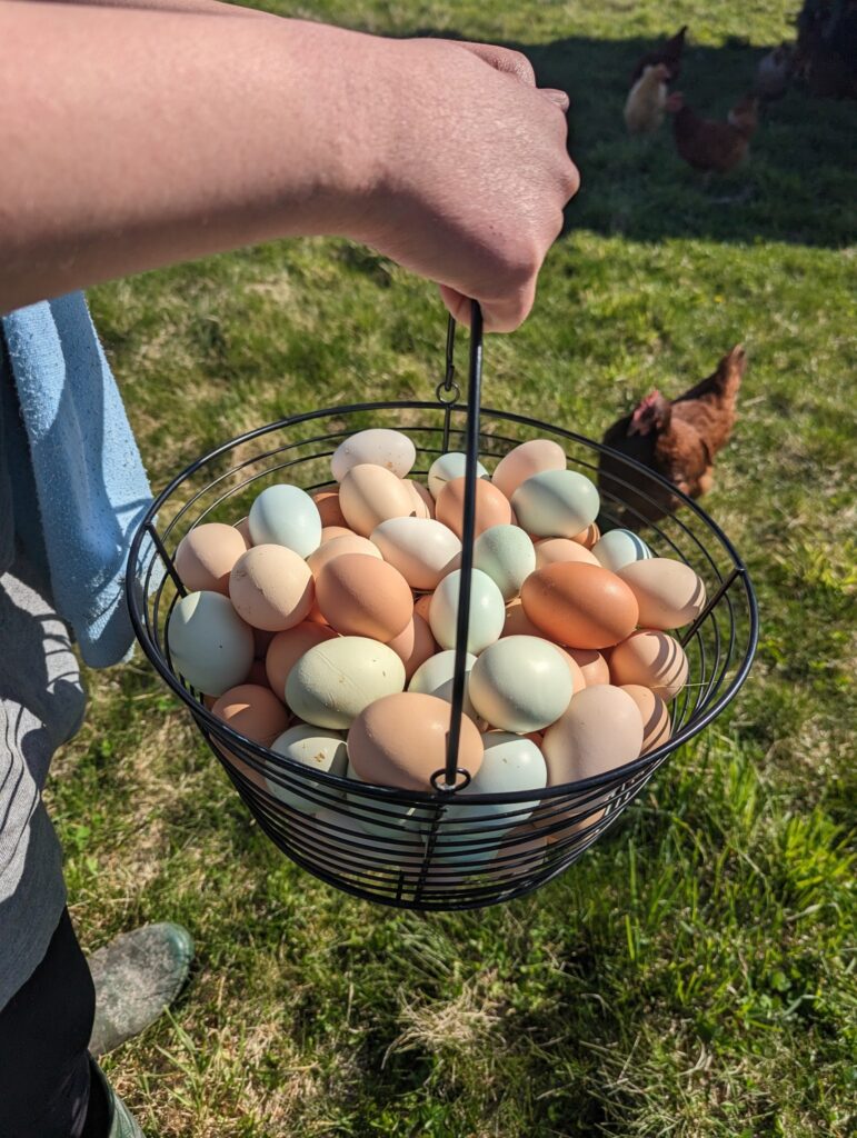 Pastured Eggs Hephzibah