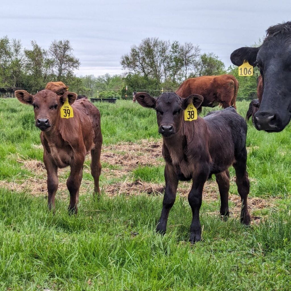 calves