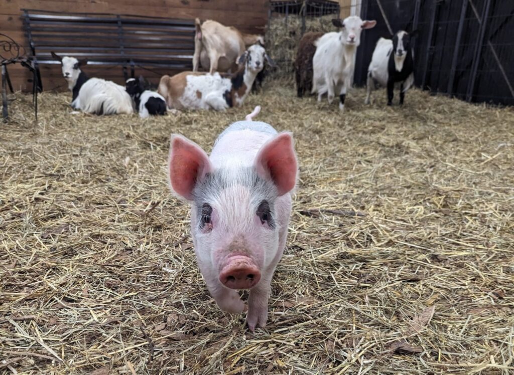 piglet