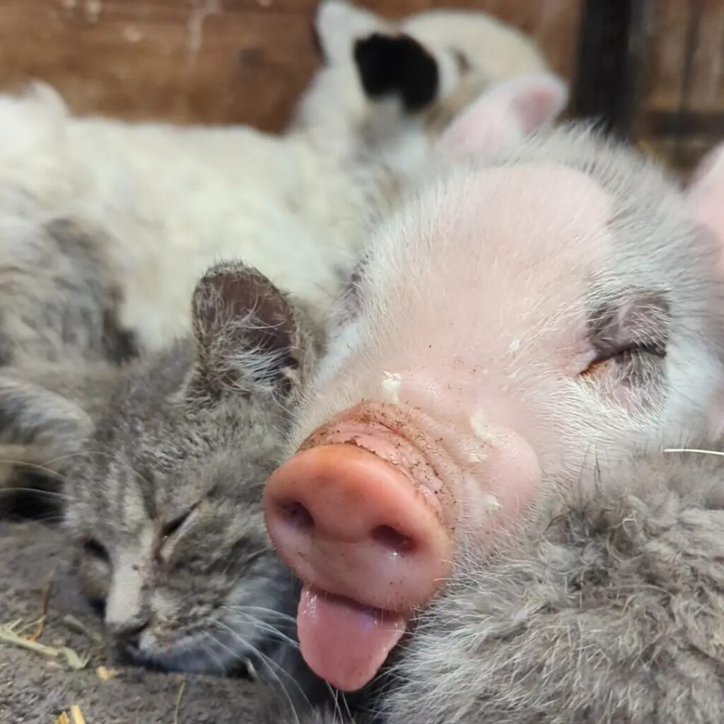 piglet and cat