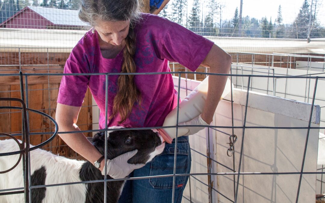 Hamburgers Don’t Grow on Trees