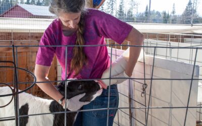 Hamburgers Don’t Grow on Trees